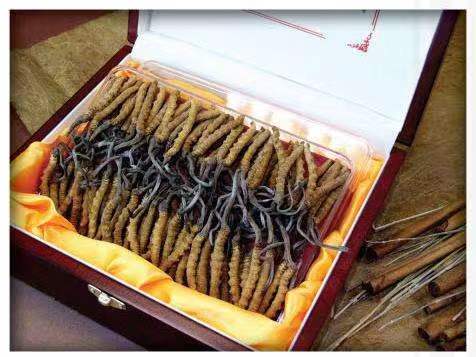 拉孜冬虫夏草回收